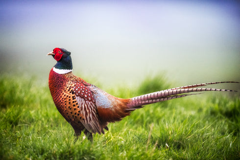 Norman the Pheasant Art Canvas